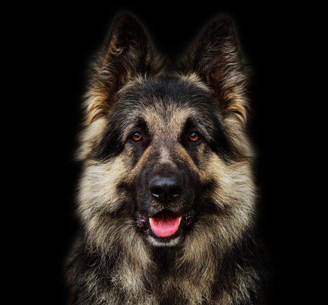pet photographers emerald coast fl, crestview fl