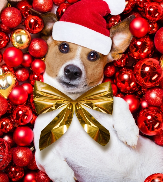 pet photographers emerald coast fl, crestview fl