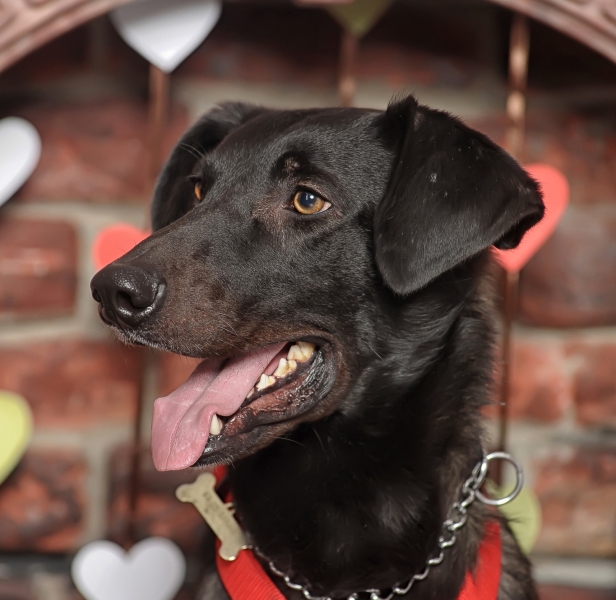 pet photographers emerald coast fl, crestview fl