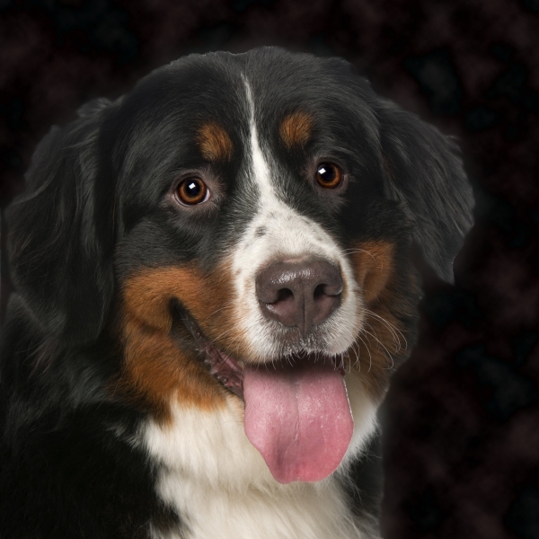 pet photographers emerald coast fl, crestview fl