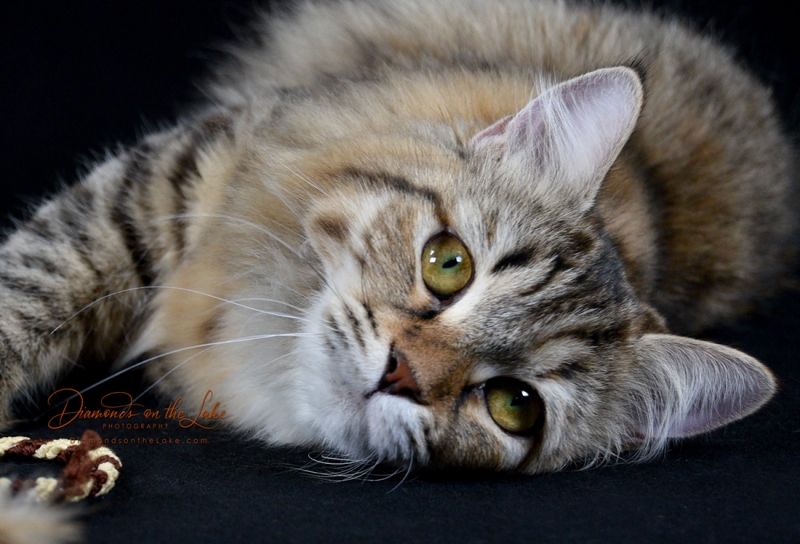 pet photographers emerald coast fl, crestview fl