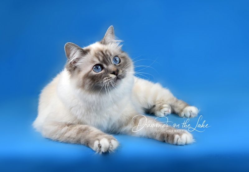 pet photographers emerald coast fl, crestview fl