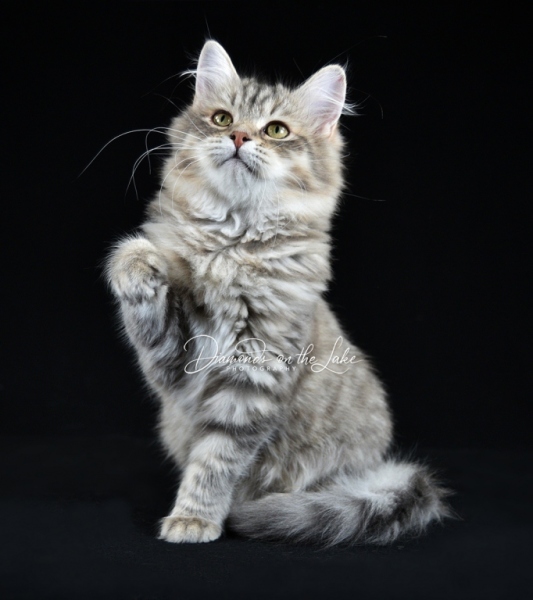 pet photographers emerald coast fl, crestview fl